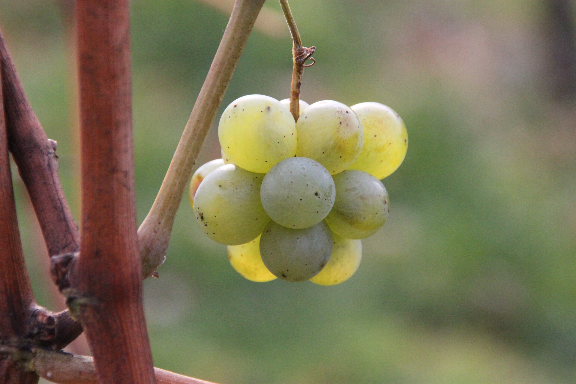grapes 3282249 1920