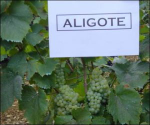 2004 09 16   Vigne 1