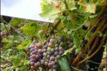 2004 09 16   Vigne 6