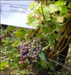 2004 09 16   Vigne 6