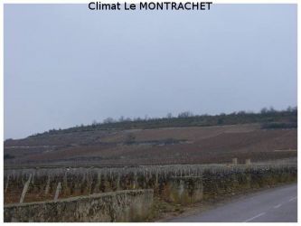 2005 03 12   Puligny Montrachet 1