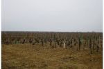 2005 03 12   Puligny Montrachet 12