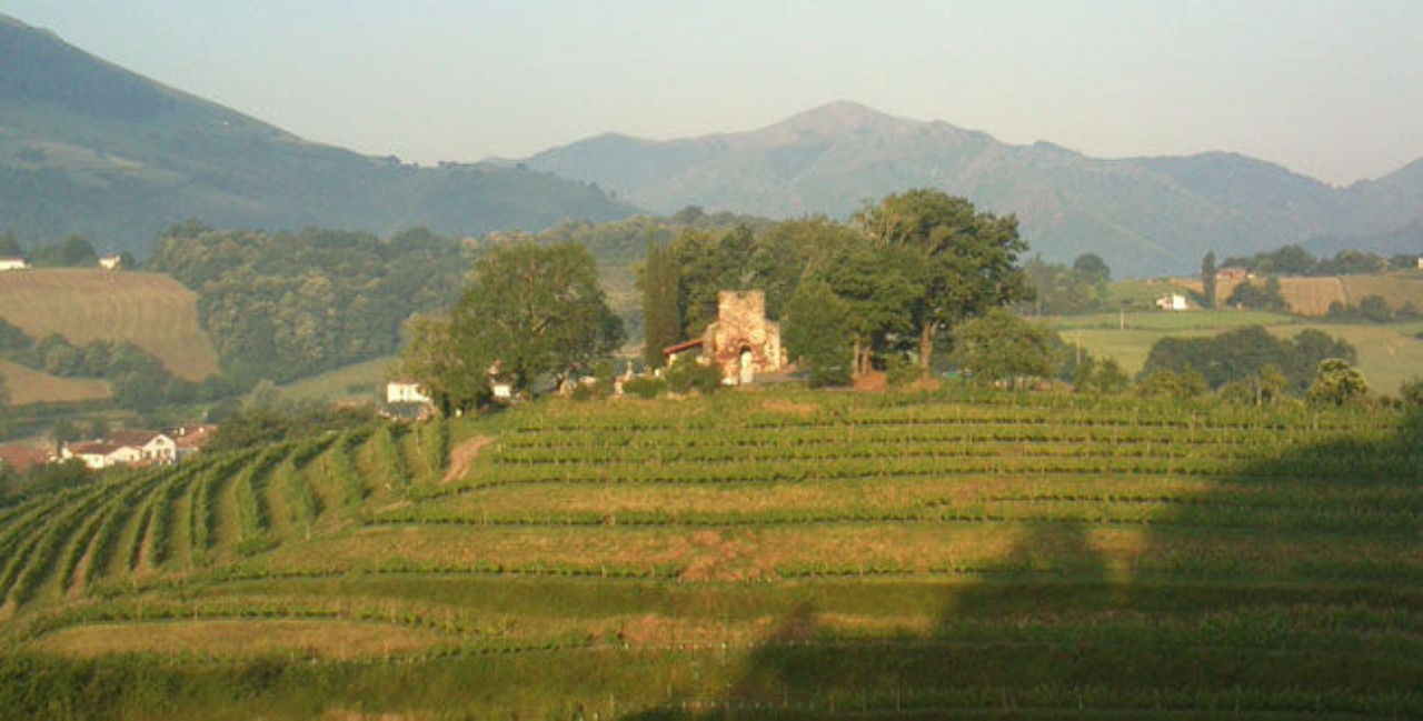 32196-650x330-27297-650x330-650-irouleguy-vignes