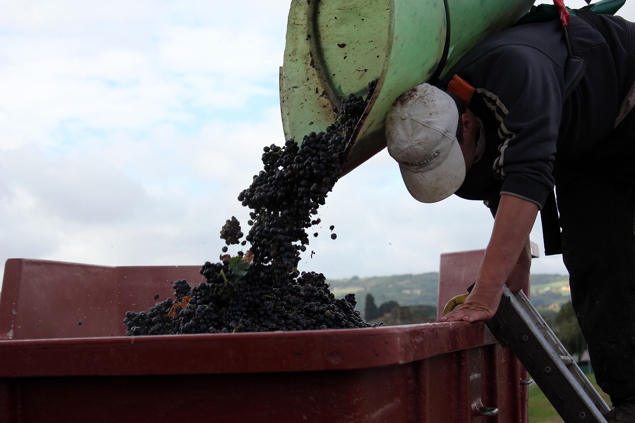 a-grape-picker-2408670-1280