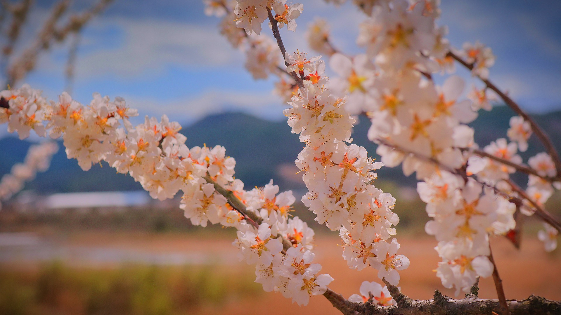 apricot-blossom-5378567-1920