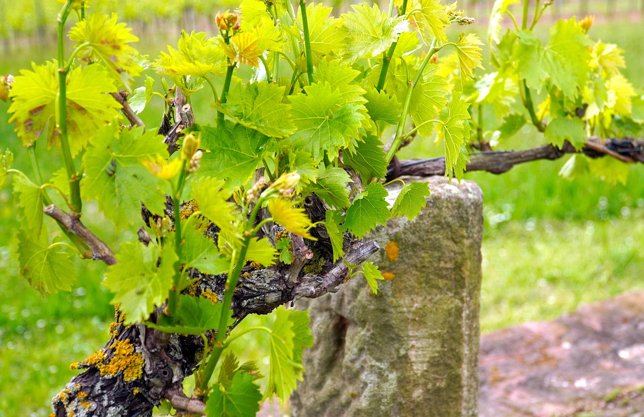 grapevines-5131577-1280