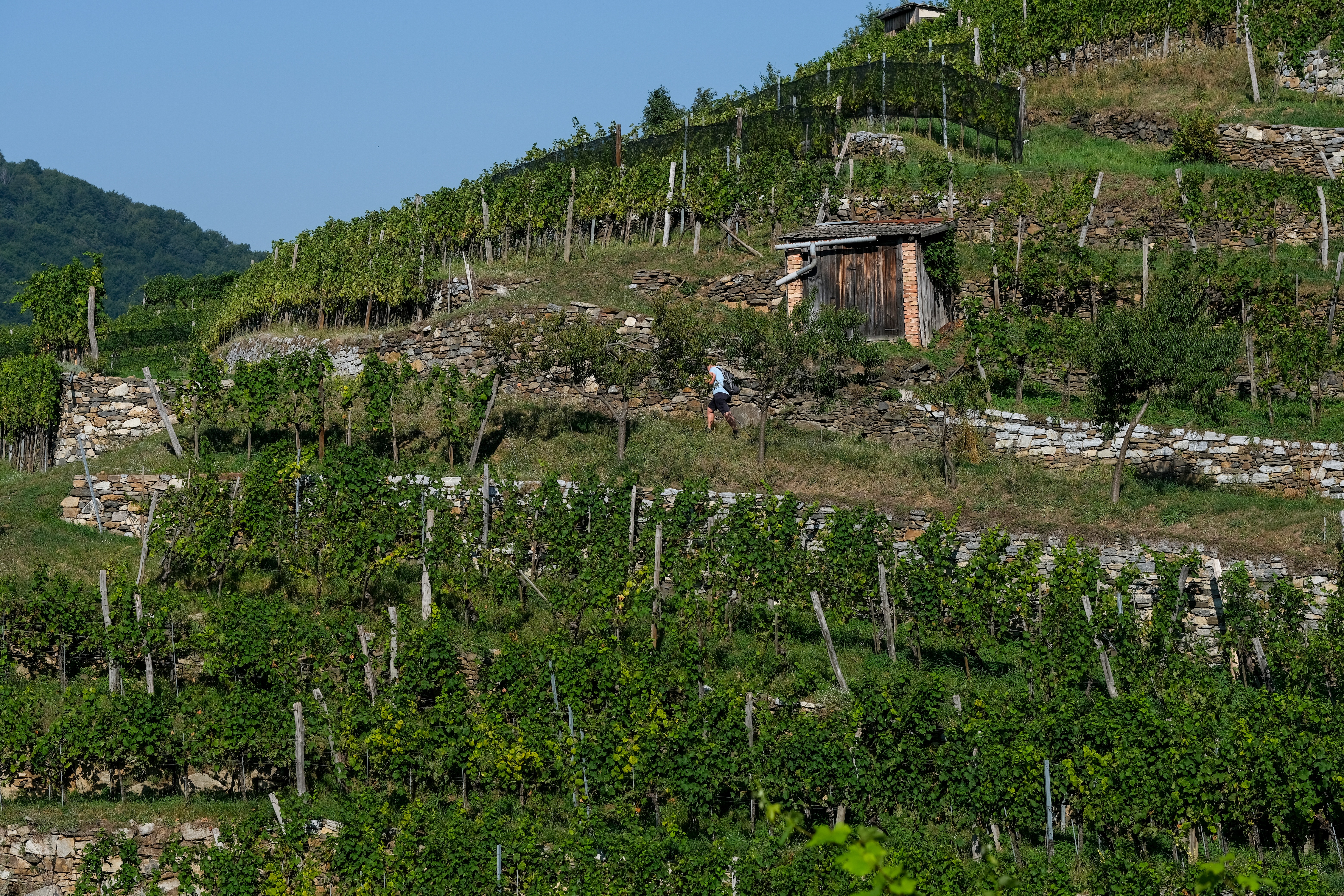 nickype-vineyard-8252148