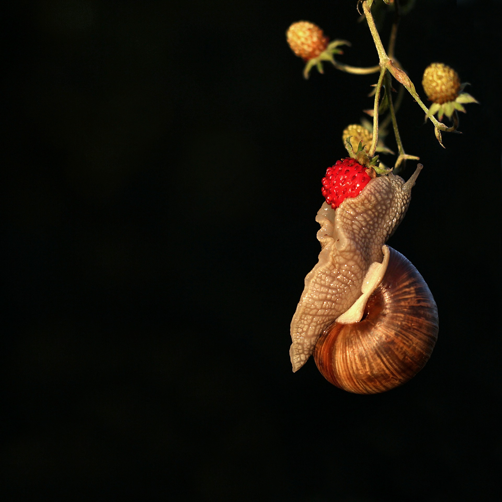 snail-5339361-1920