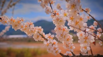 apricot-blossom-5378567-1920