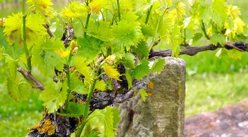 grapevines-5131577-1280