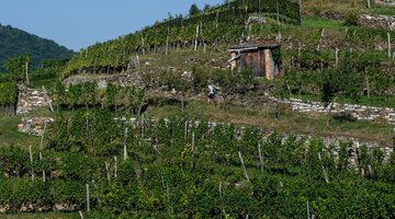 nickype-vineyard-8252148