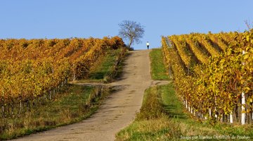 vignes