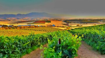 vineyard-3700026-1280