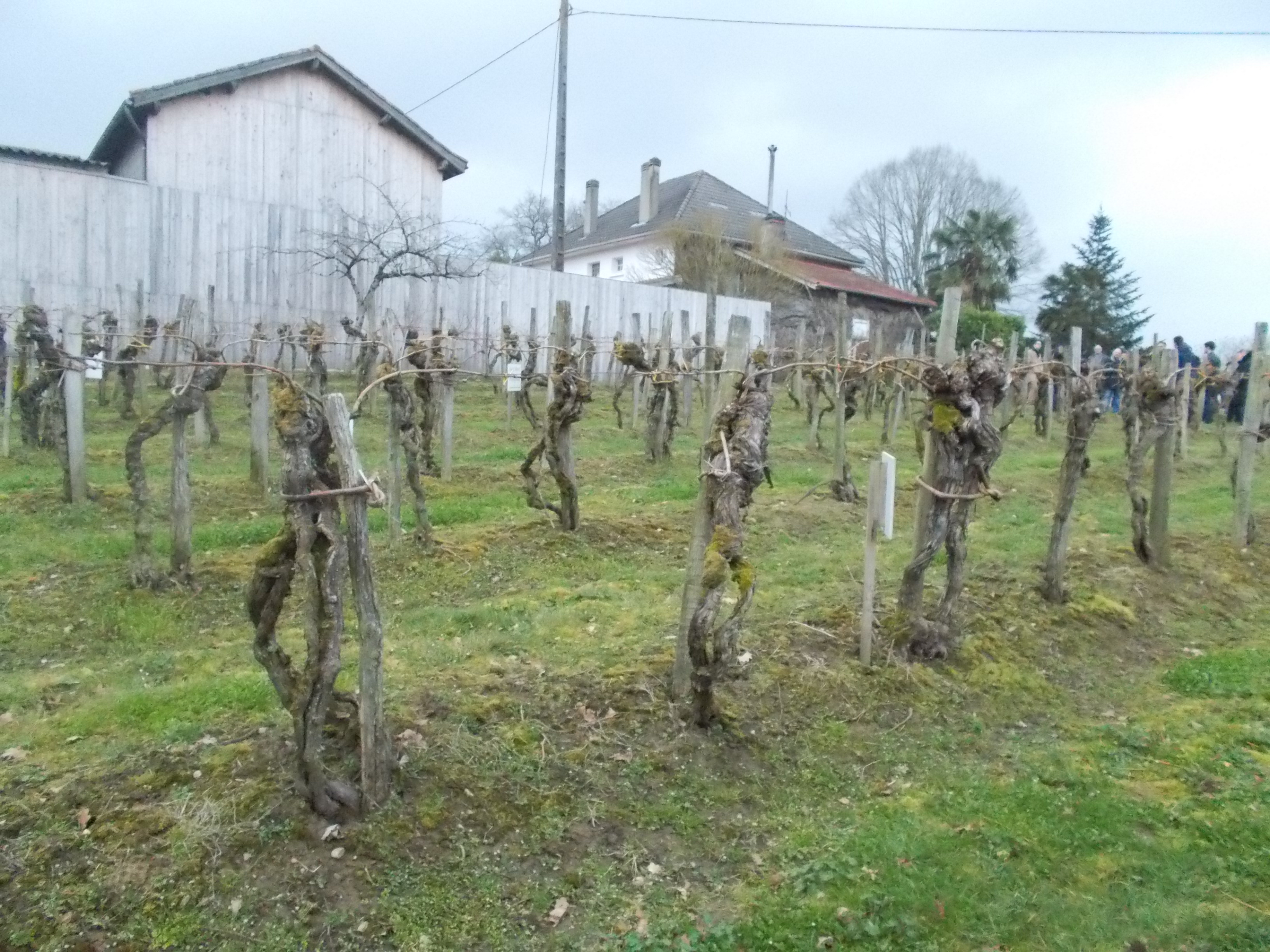 vignes