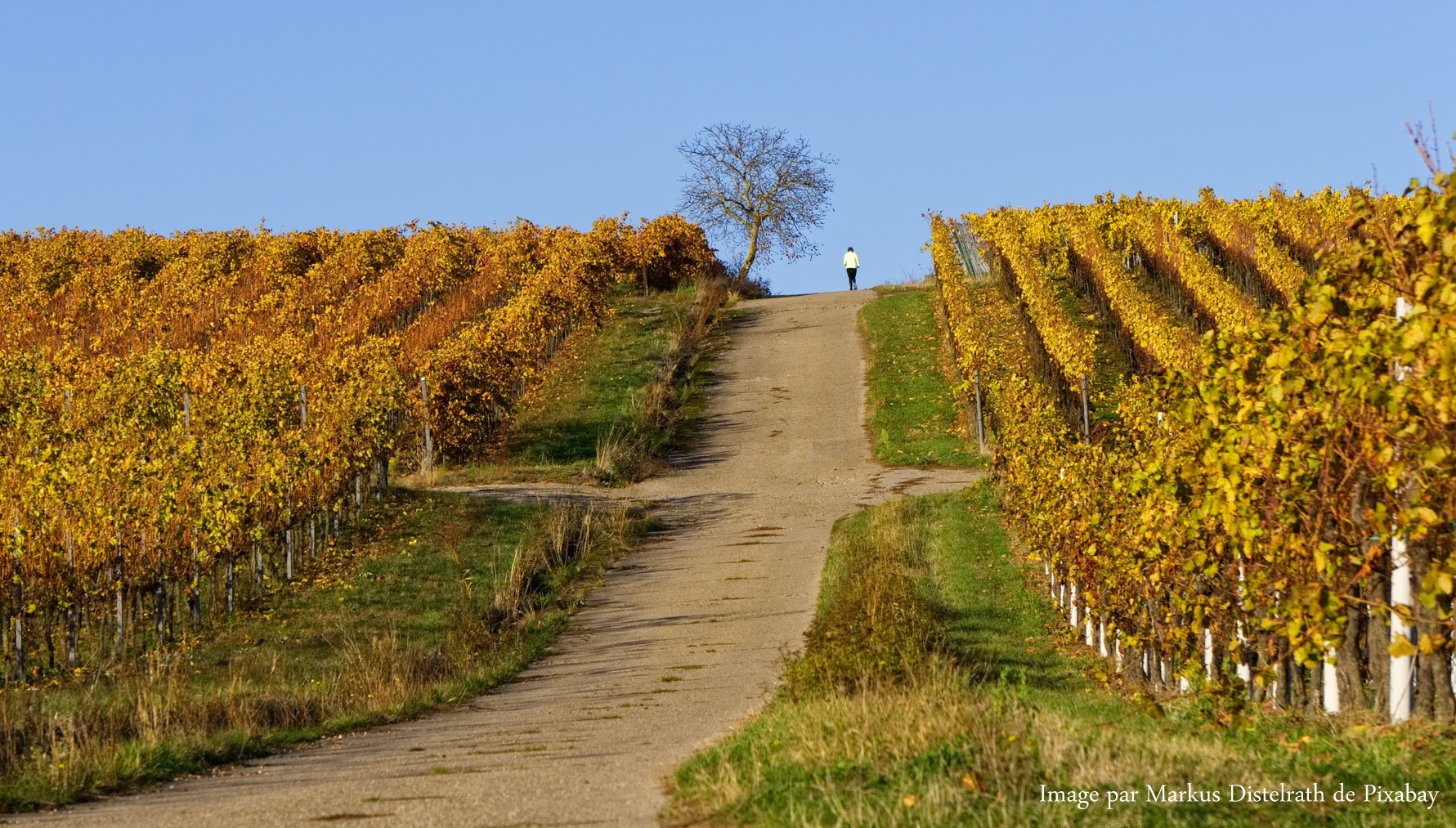 vignes