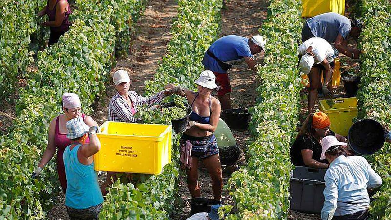 vignobles-de-champagne